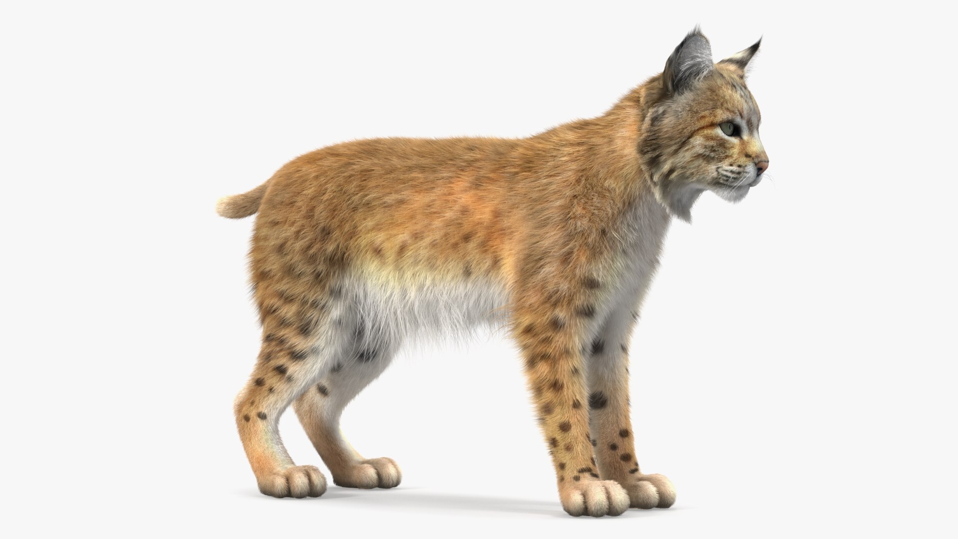 3D Bobcat Fur - TurboSquid 2025440