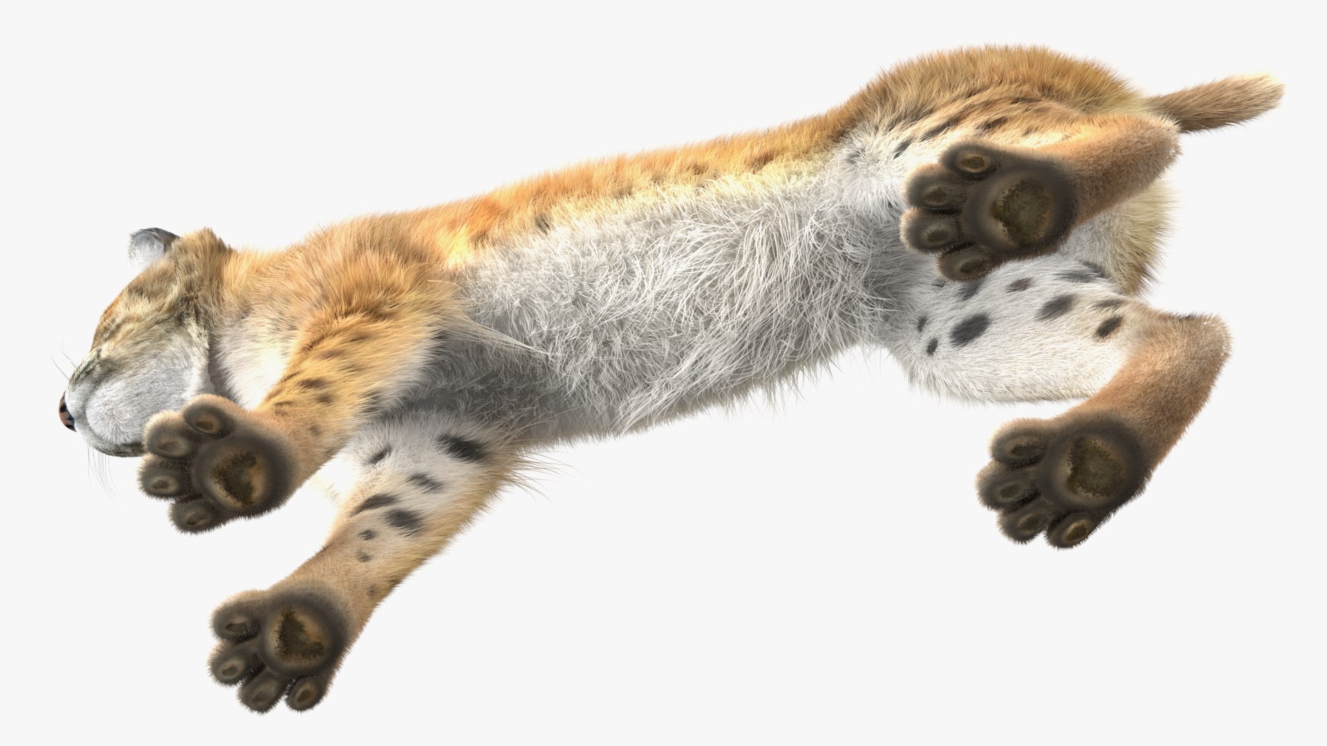 3D Bobcat Fur - TurboSquid 2025440