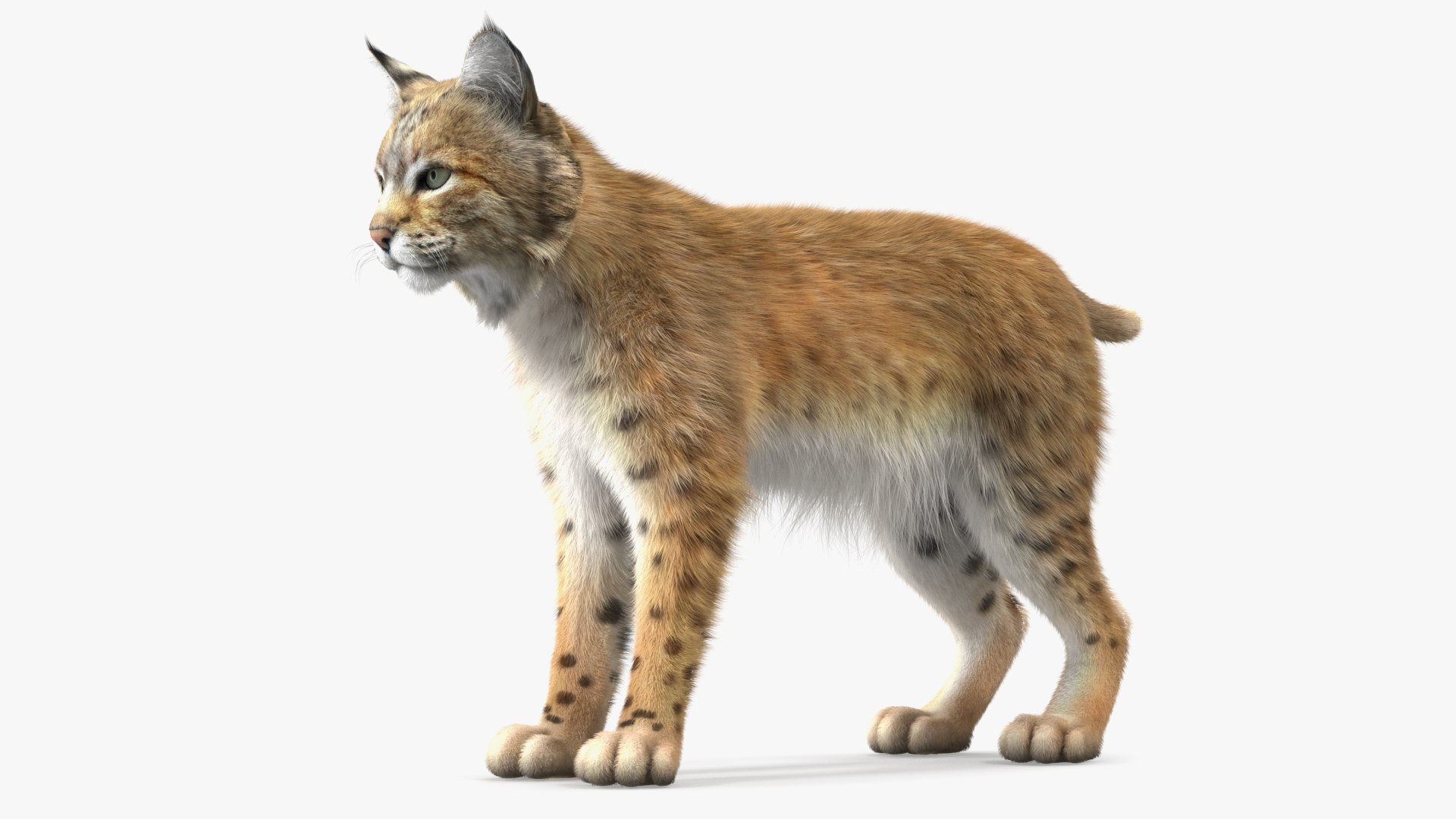 3D Bobcat Fur - TurboSquid 2025440