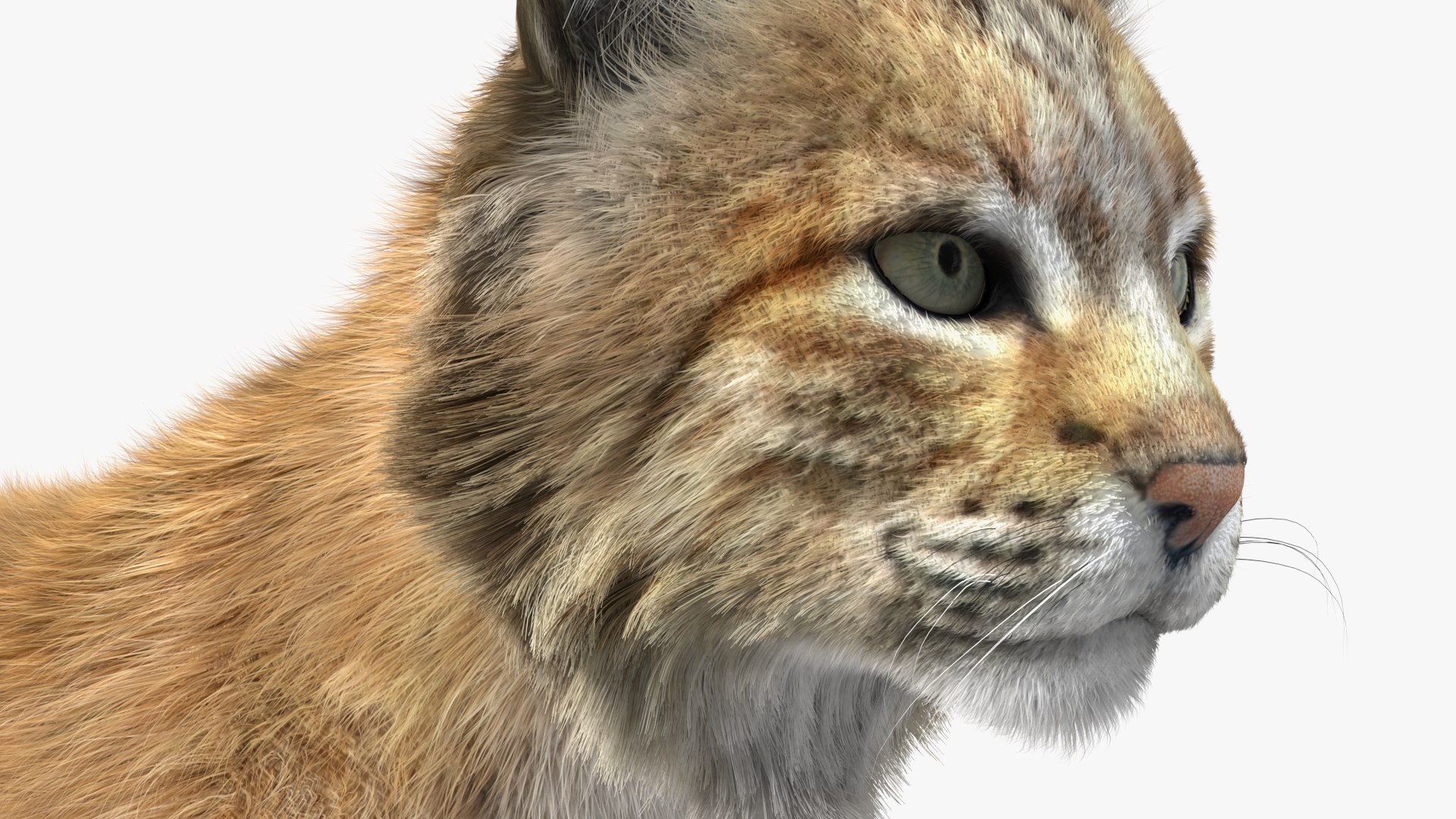 3D Bobcat Fur - TurboSquid 2025440