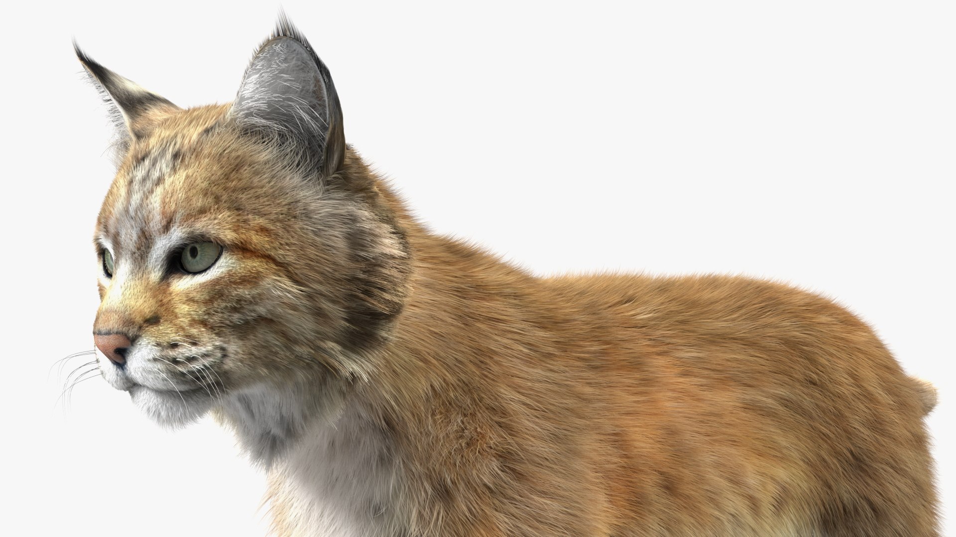 3D Bobcat Fur - TurboSquid 2025440