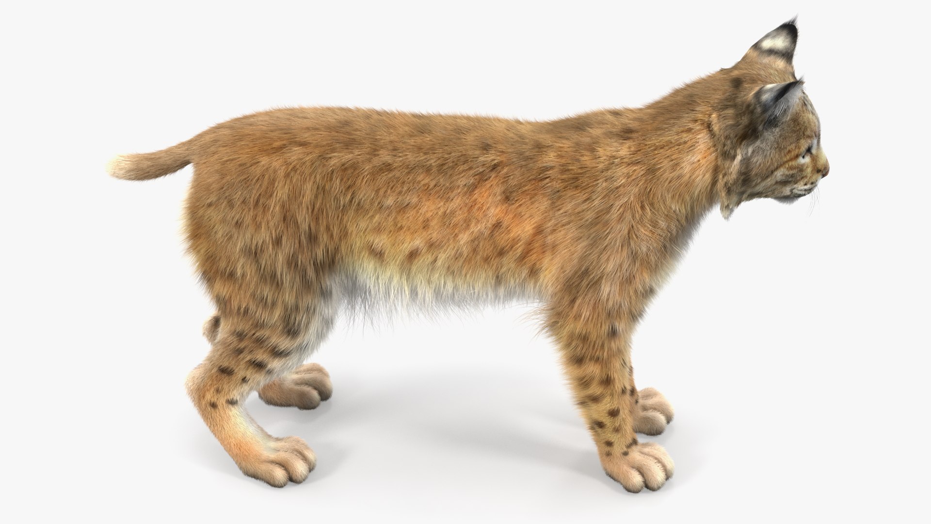 3D Bobcat Fur - TurboSquid 2025440