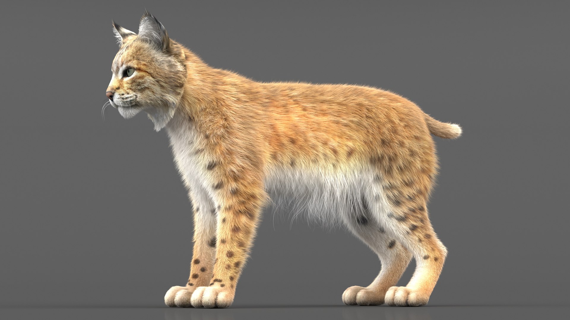 3D Bobcat Fur - TurboSquid 2025440