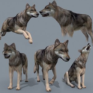 wolf animation - 3D model