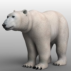 bear animal beast 3D