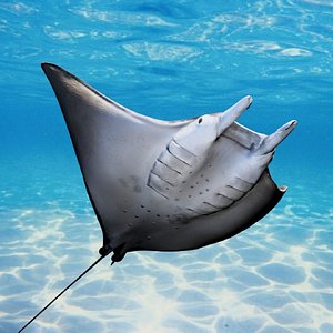 3D Realistic Underwater Mobula Rays