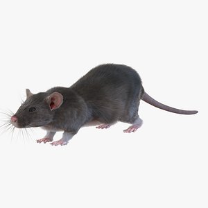 3d model of rat fur