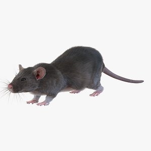 Rat