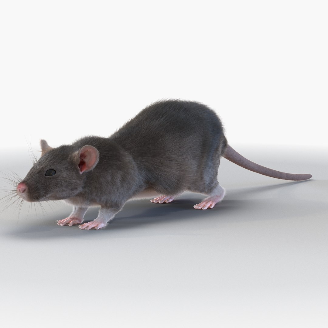 Rat 3D model preview