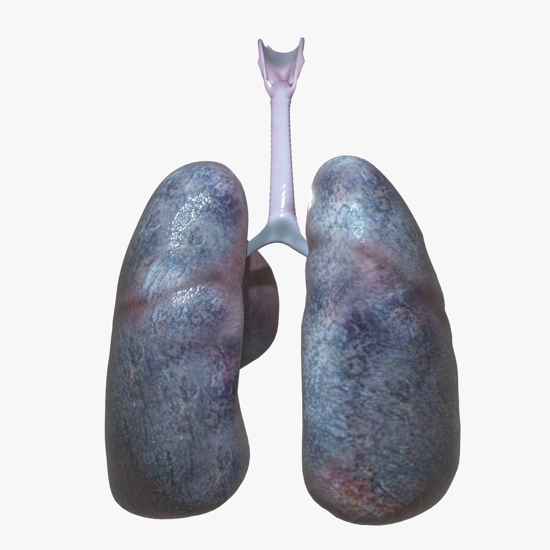 Human Lungs Model - TurboSquid 1527108