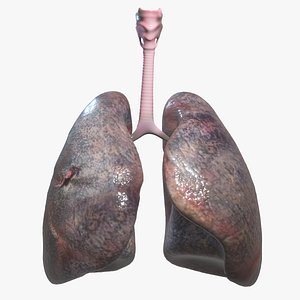 human lungs model