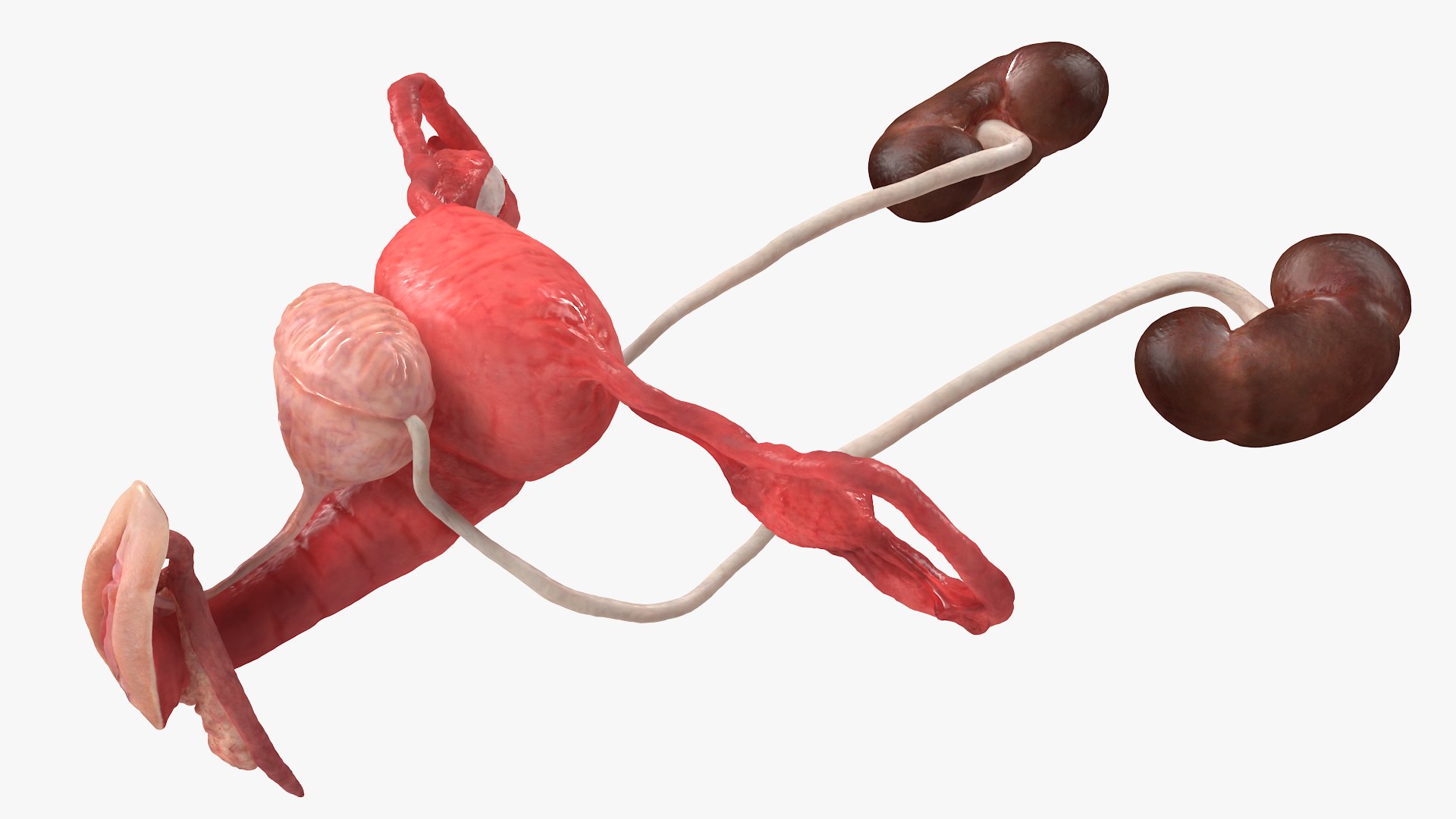 3D model Female Reproductive System https://p.turbosquid.com/ts-thumb/NJ/ueOi6K/0U/femalereproductivesystem3dmodel012/jpg/1641993054/1920x1080/fit_q87/7abbed0cbeec5381bff83fba03bd640991ee5572/femalereproductivesystem3dmodel012.jpg