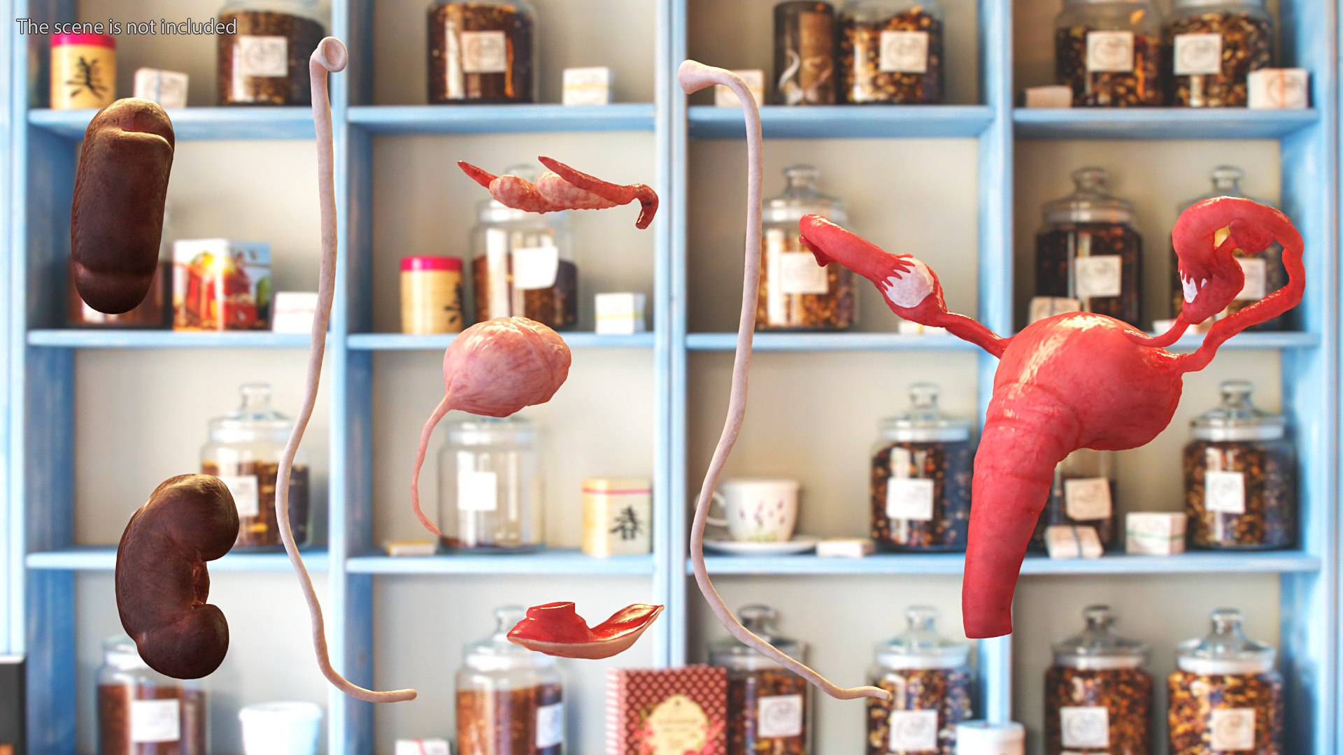 3D model Female Reproductive System https://p.turbosquid.com/ts-thumb/NJ/ueOi6K/29/femalereproductivesystem3dmodel009/jpg/1641993045/1920x1080/fit_q87/8d73c632680e3eee612fc61d281b76cfc491a778/femalereproductivesystem3dmodel009.jpg