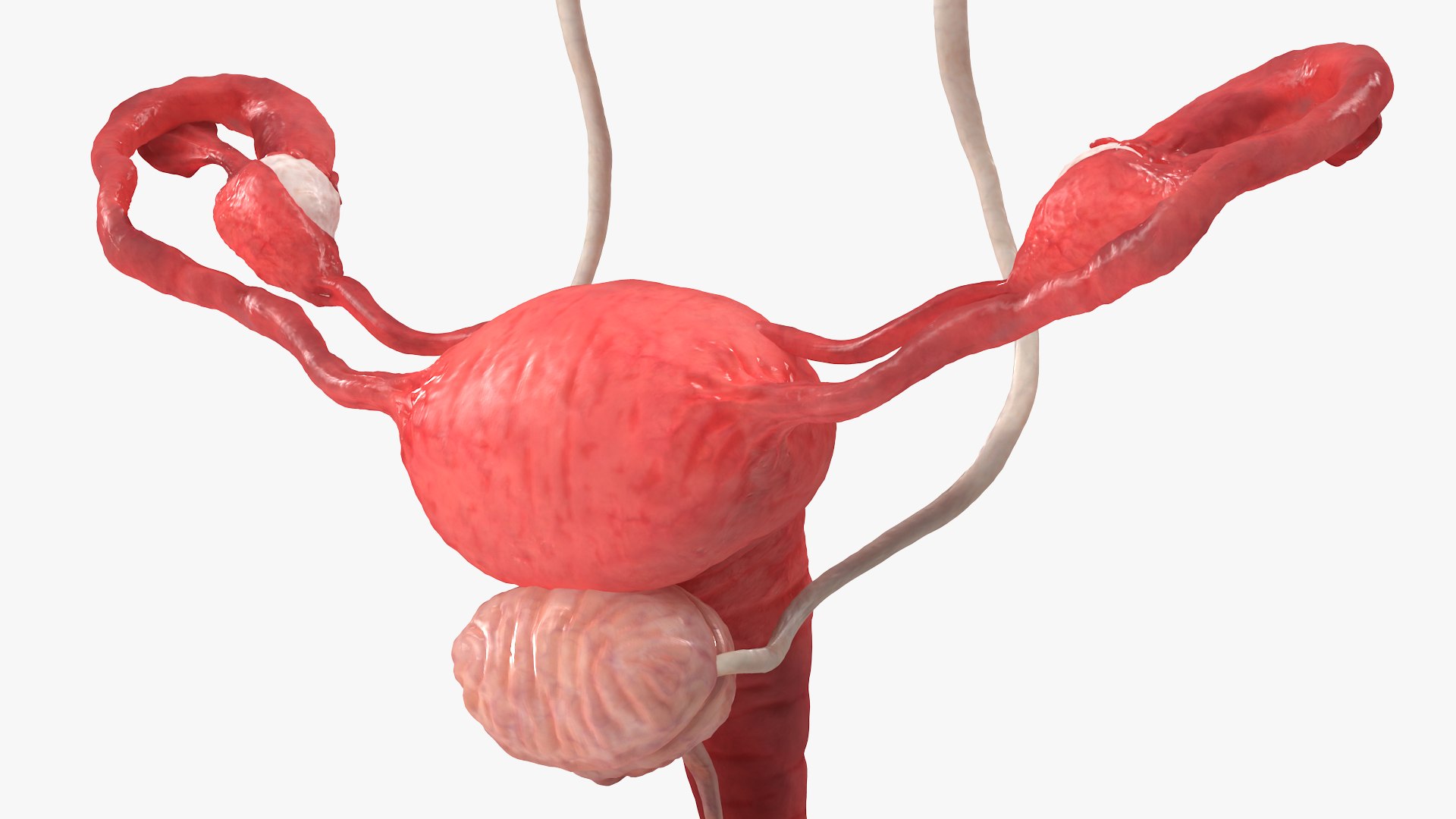 3D model Female Reproductive System https://p.turbosquid.com/ts-thumb/NJ/ueOi6K/90/femalereproductivesystem3dmodel015/jpg/1641993063/1920x1080/fit_q87/15fa538a4871f8b19f350b56cb8f68ce5867ac0a/femalereproductivesystem3dmodel015.jpg