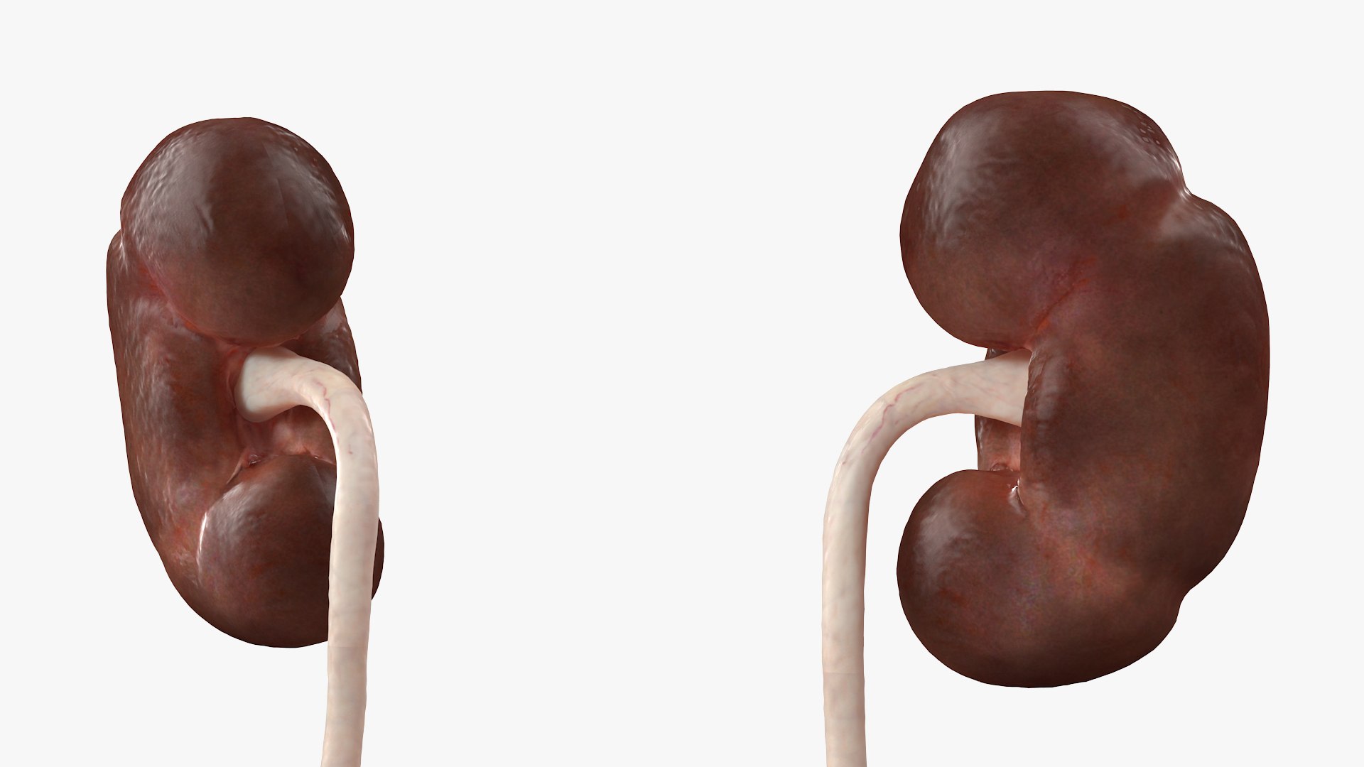 3D model Female Reproductive System https://p.turbosquid.com/ts-thumb/NJ/ueOi6K/FZ/femalereproductivesystem3dmodel013/jpg/1641993057/1920x1080/fit_q87/df5c8c50390e221c1d5bfc299865d9787c70e5a2/femalereproductivesystem3dmodel013.jpg