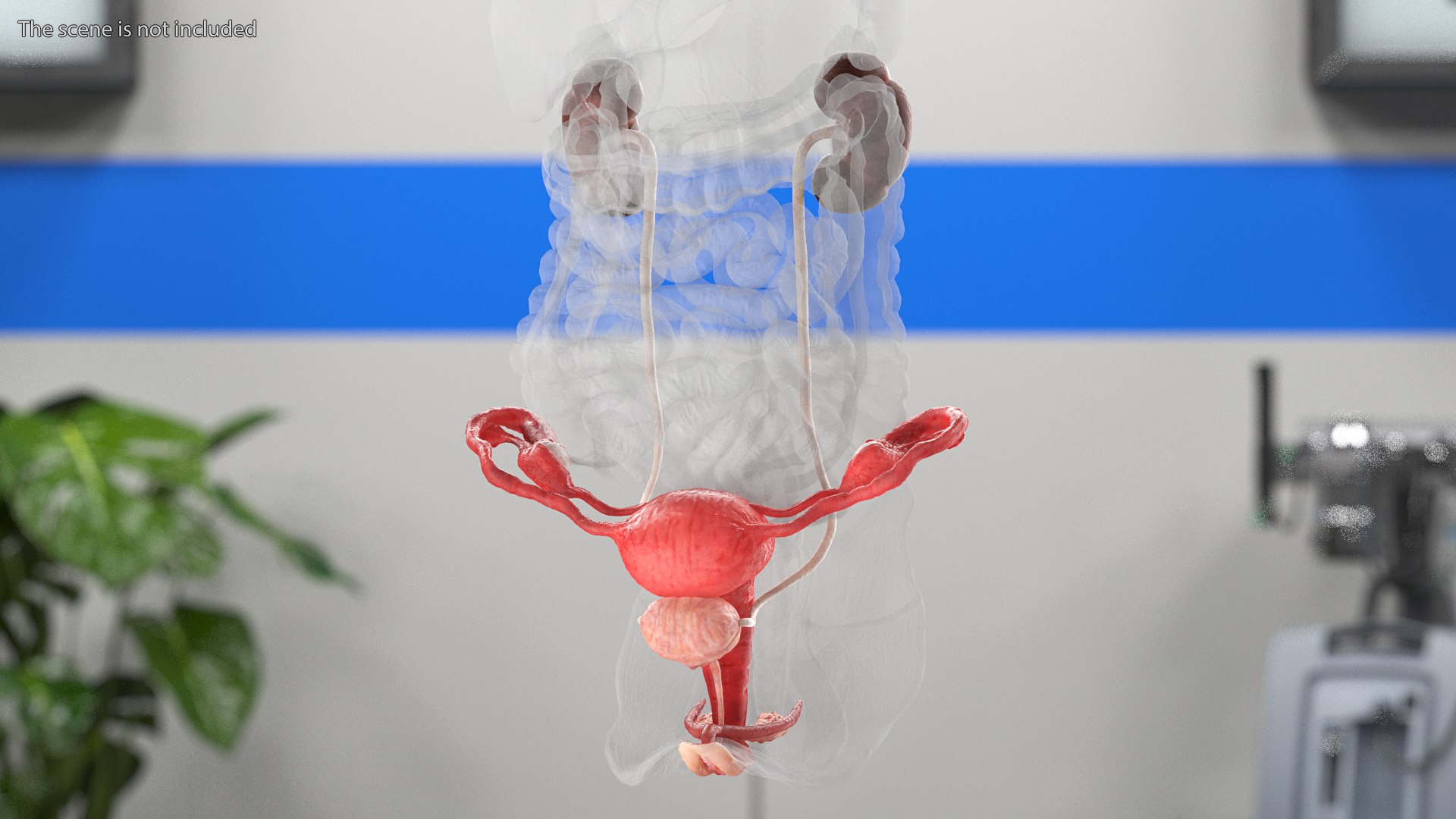 3D model Female Reproductive System https://p.turbosquid.com/ts-thumb/NJ/ueOi6K/IJ/femalereproductivesystem3dmodel002/jpg/1641993024/1920x1080/fit_q87/453a8aa443fe8e7100d1df63a2c80f9b52e22b5d/femalereproductivesystem3dmodel002.jpg