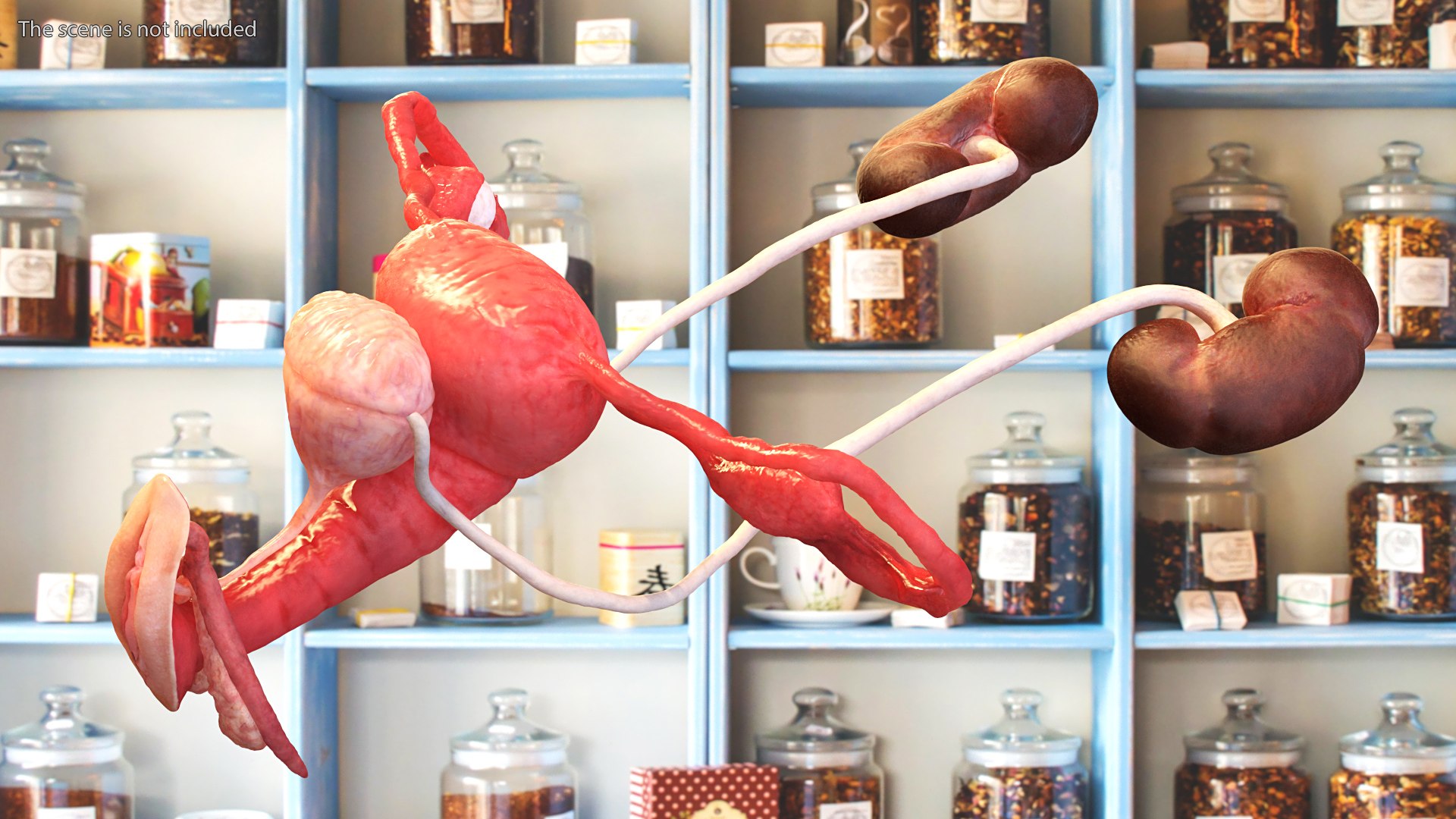 3D model Female Reproductive System https://p.turbosquid.com/ts-thumb/NJ/ueOi6K/MI/femalereproductivesystem3dmodel007/jpg/1641993039/1920x1080/fit_q87/488df9a374aa71235c6a7369f583b1425f7fc1d1/femalereproductivesystem3dmodel007.jpg