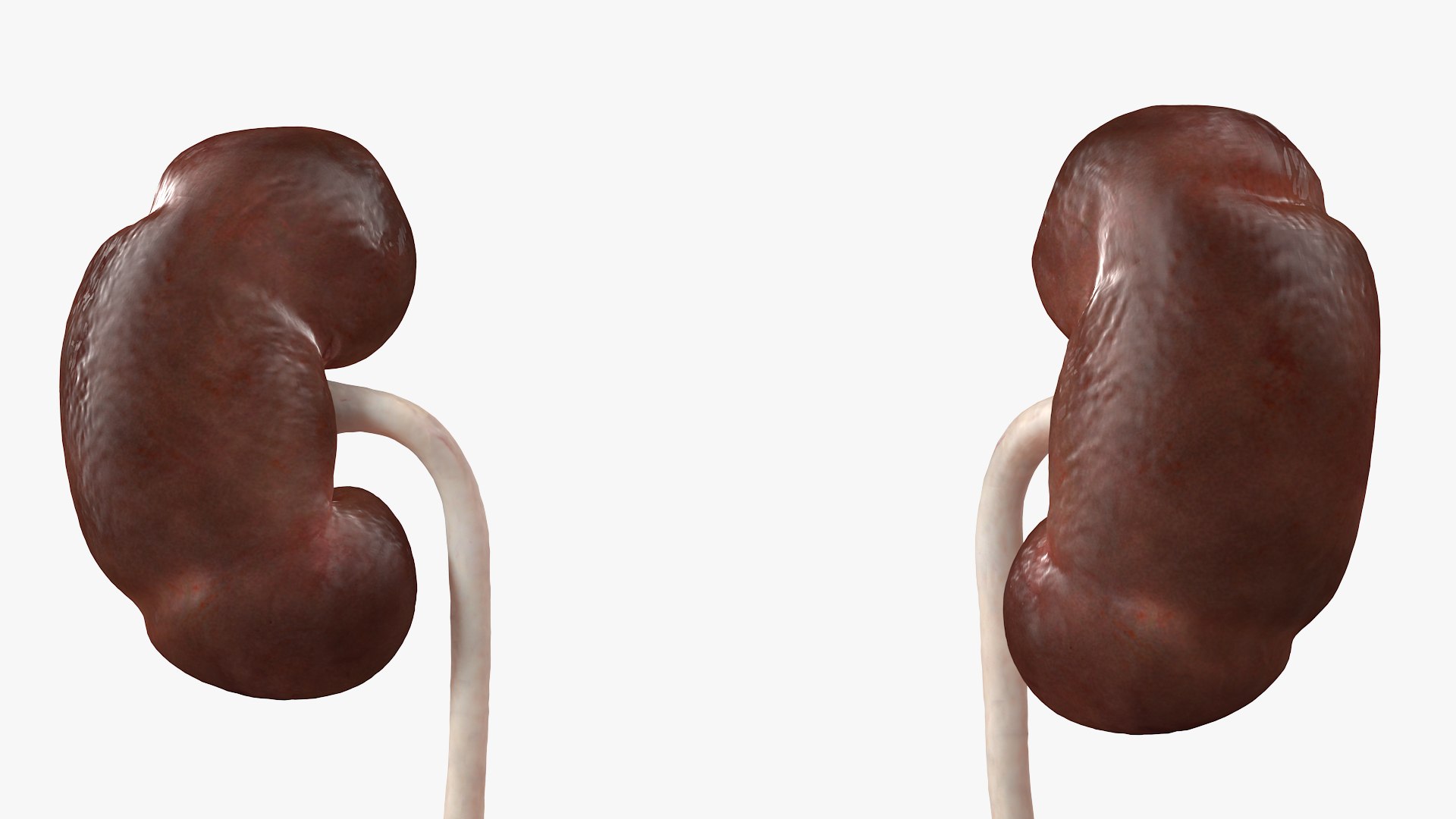 3D model Female Reproductive System https://p.turbosquid.com/ts-thumb/NJ/ueOi6K/Mn/femalereproductivesystem3dmodel014/jpg/1641993060/1920x1080/fit_q87/549f6843986df609e4b7e1fdaafc0992ca8547df/femalereproductivesystem3dmodel014.jpg