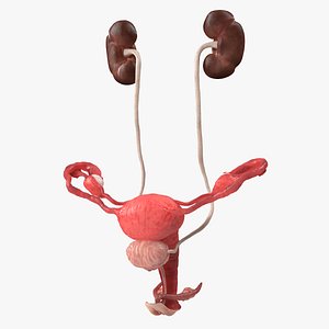 Female Reproductive System