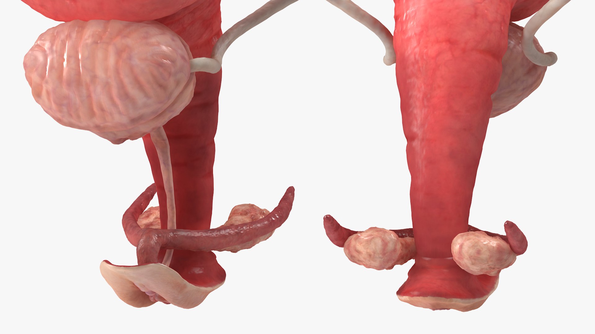 3D model Female Reproductive System https://p.turbosquid.com/ts-thumb/NJ/ueOi6K/Ro/femalereproductivesystem3dmodel017/jpg/1641993069/1920x1080/fit_q87/cd641583f5459b1eb9345b98ad94a2fd8a9d8a5a/femalereproductivesystem3dmodel017.jpg