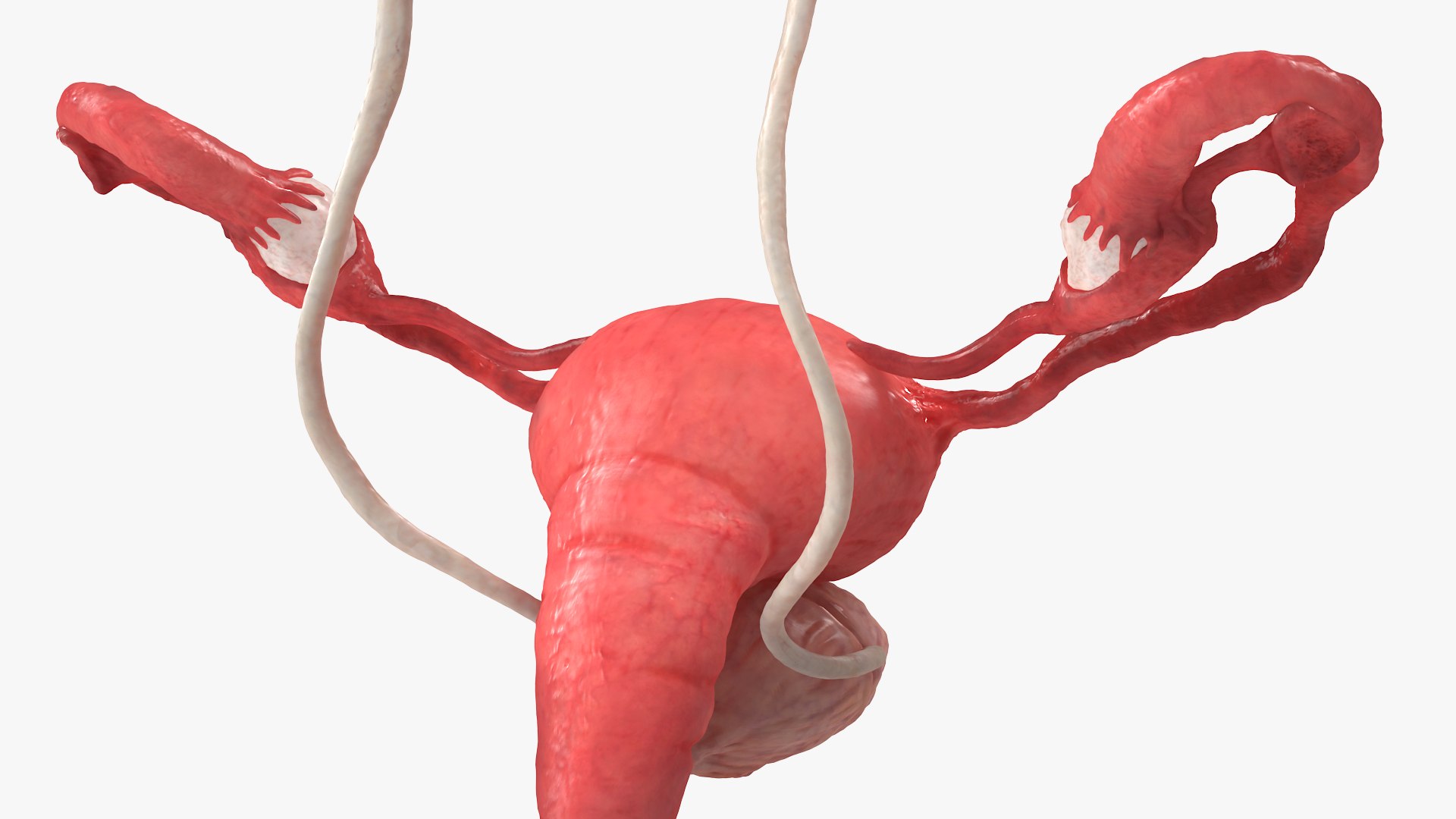 3D model Female Reproductive System https://p.turbosquid.com/ts-thumb/NJ/ueOi6K/S7/femalereproductivesystem3dmodel016/jpg/1641993066/1920x1080/fit_q87/58edc6b1f6180efb16fedd0f0b15332fd43ae03a/femalereproductivesystem3dmodel016.jpg