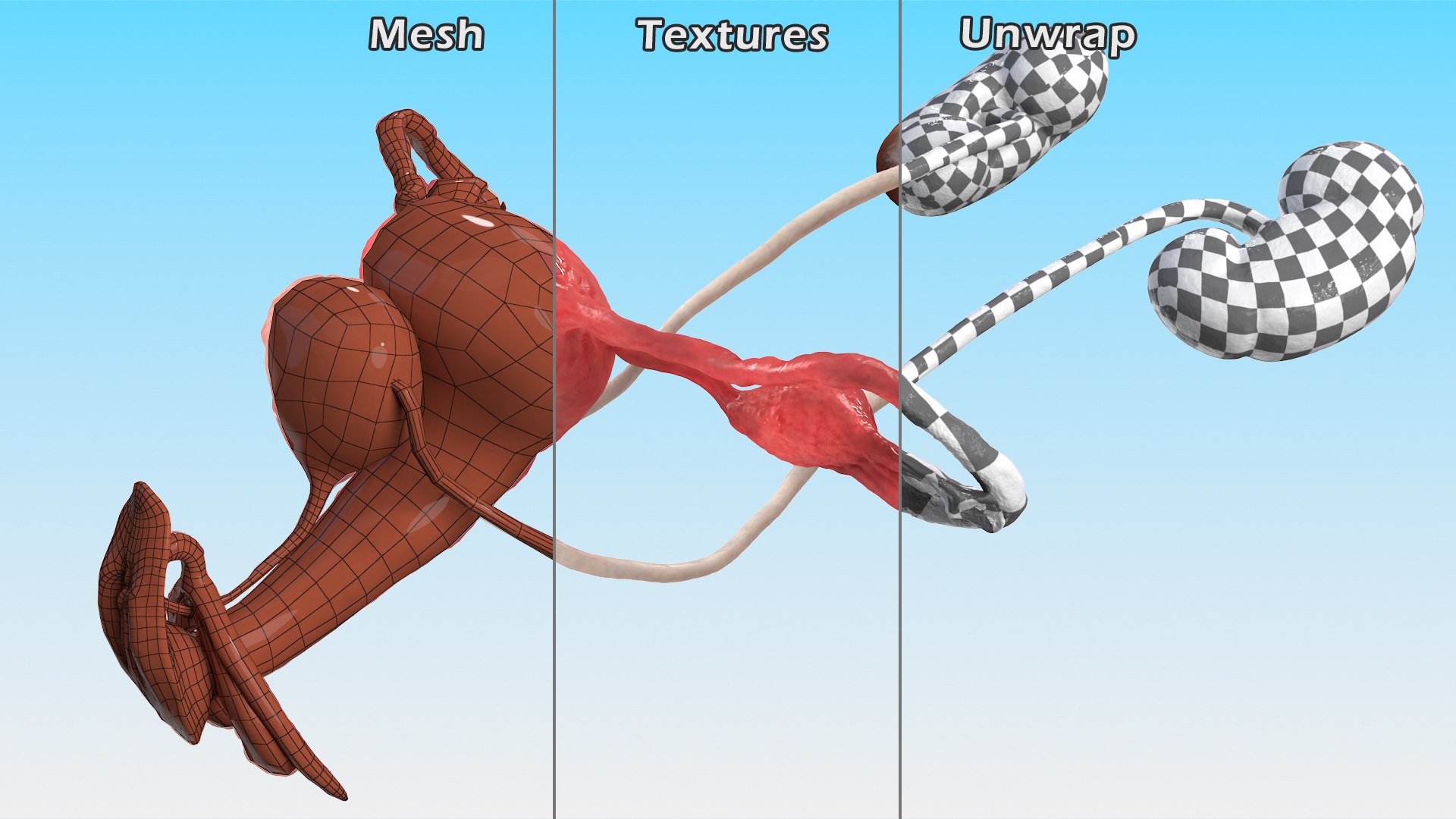 3D model Female Reproductive System https://p.turbosquid.com/ts-thumb/NJ/ueOi6K/VI/femalereproductivesystem3dmodel020/jpg/1641993079/1920x1080/fit_q87/796e17ae15d20e6df2bdb6c2a81afb33c4eee91b/femalereproductivesystem3dmodel020.jpg