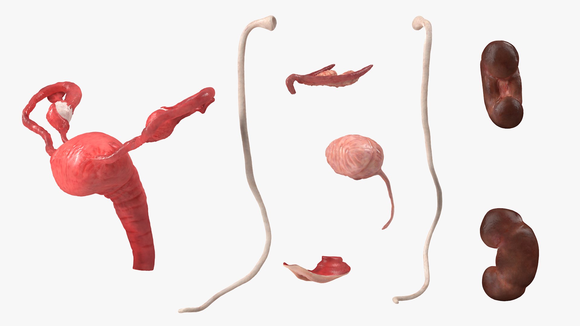 3D model Female Reproductive System https://p.turbosquid.com/ts-thumb/NJ/ueOi6K/ck/femalereproductivesystem3dmodel018/jpg/1641993072/1920x1080/fit_q87/bfc747bc8afd2ccf45a9882cb9abfae080600420/femalereproductivesystem3dmodel018.jpg