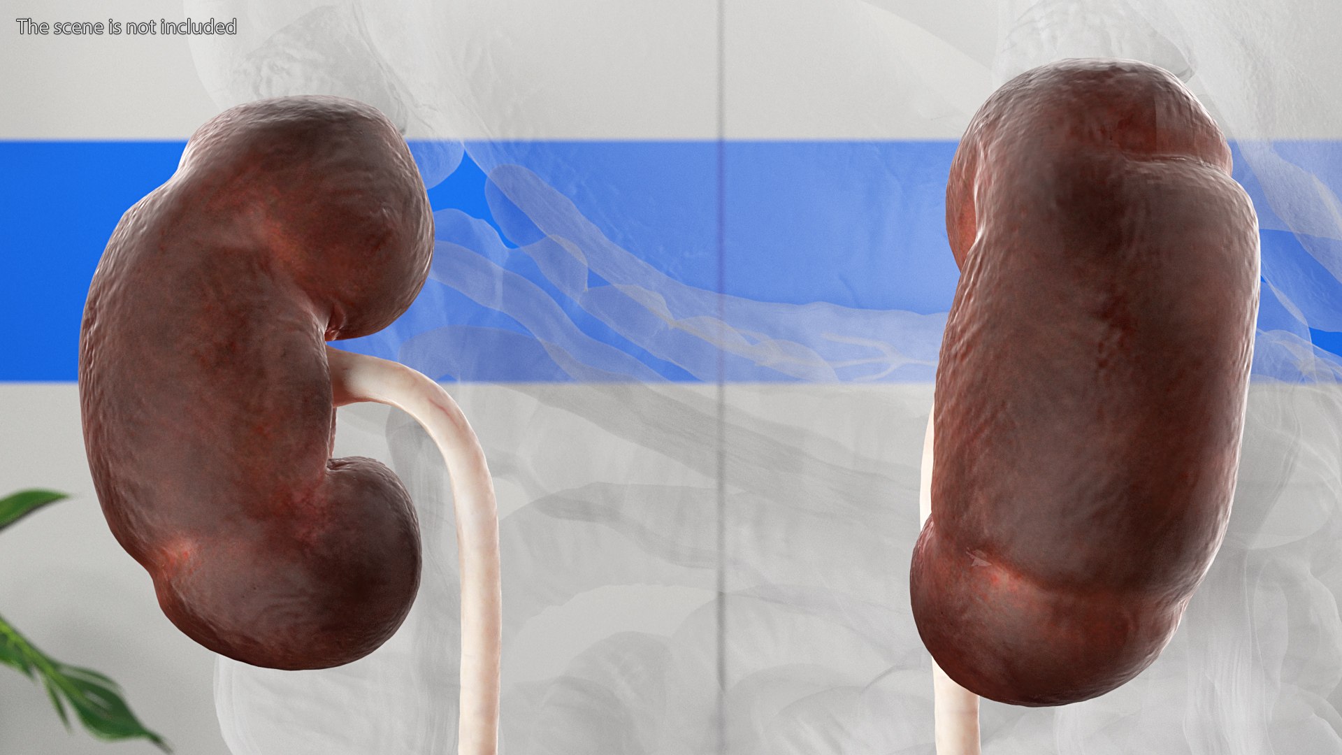 3D model Female Reproductive System https://p.turbosquid.com/ts-thumb/NJ/ueOi6K/gc/femalereproductivesystem3dmodel005/jpg/1641993033/1920x1080/fit_q87/7eb172d736cb801759a7708871dc0b8efed4945d/femalereproductivesystem3dmodel005.jpg