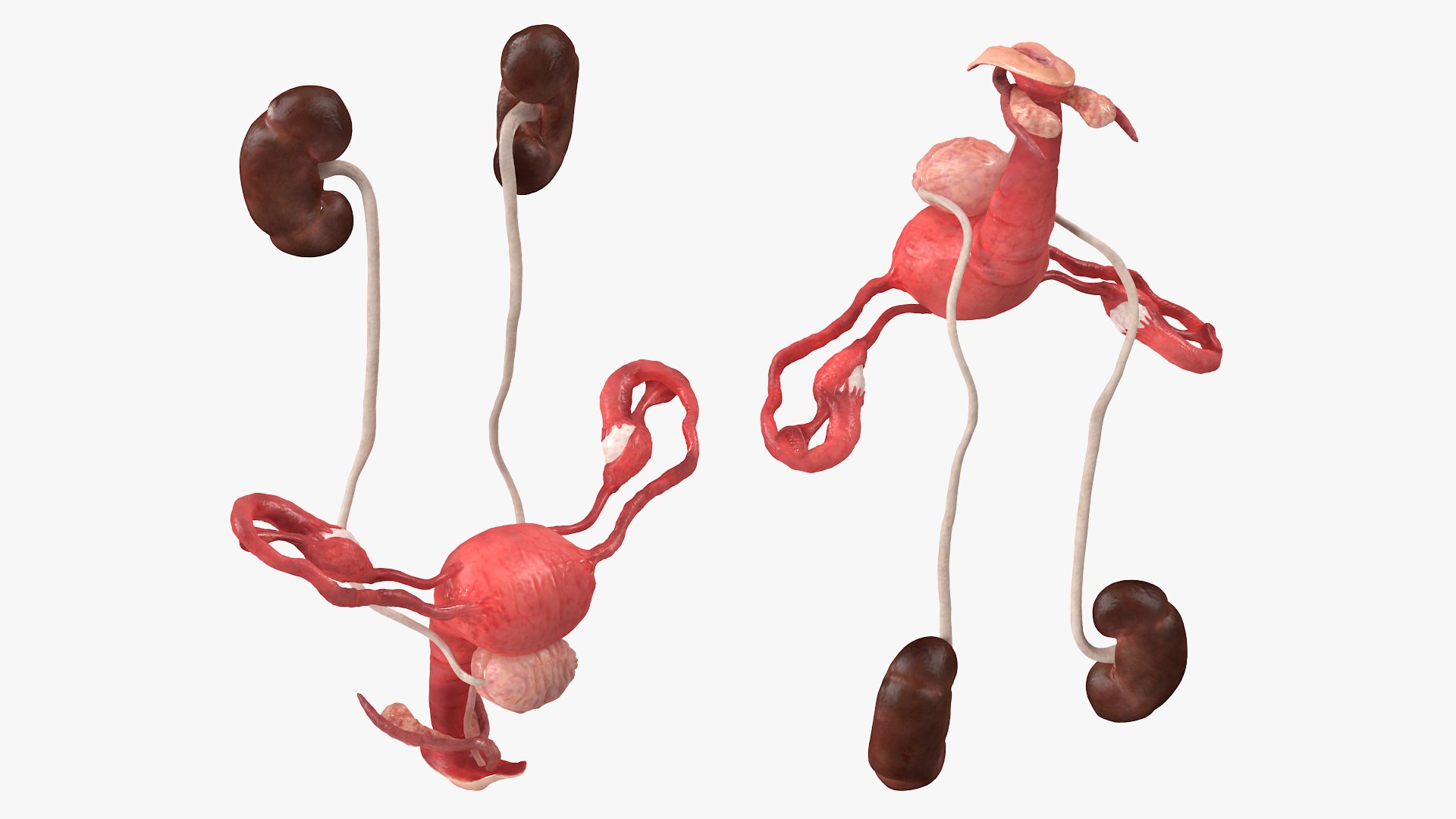3D model Female Reproductive System https://p.turbosquid.com/ts-thumb/NJ/ueOi6K/w6/femalereproductivesystem3dmodel011/jpg/1641993051/1920x1080/fit_q87/a15888b7bb56d58f0c8ee07f08fc5da825fcafbc/femalereproductivesystem3dmodel011.jpg