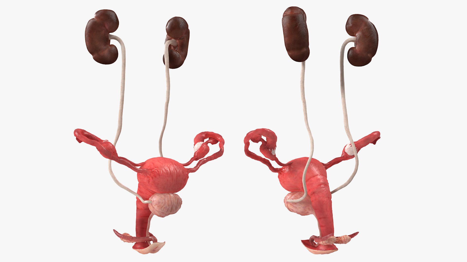 3D model Female Reproductive System https://p.turbosquid.com/ts-thumb/NJ/ueOi6K/zh/femalereproductivesystem3dmodel010/jpg/1641993048/1920x1080/fit_q87/f90eaeb57e09592c9b674378405af1143f2d252d/femalereproductivesystem3dmodel010.jpg
