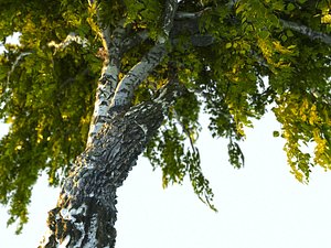 Birch-Tree Animated