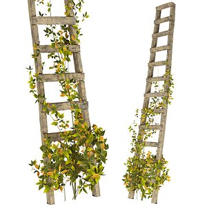 High-Quality 3D Model of Vine Climber Plant on Ladder and Rock
