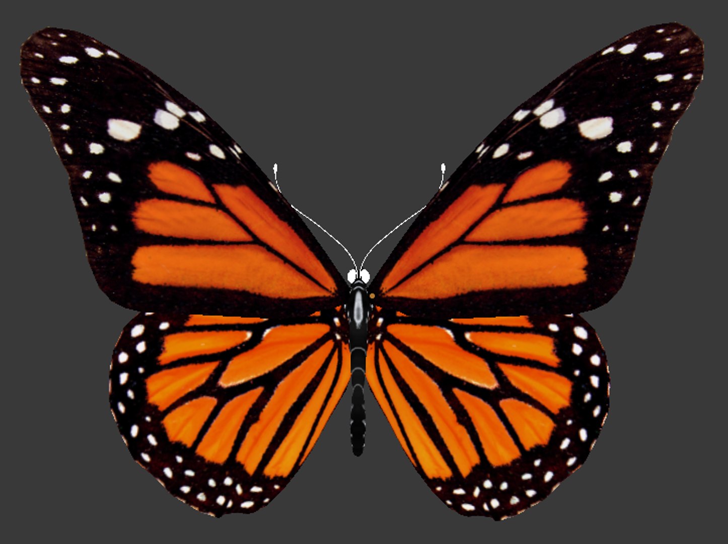 Realistic Butterfly Obj