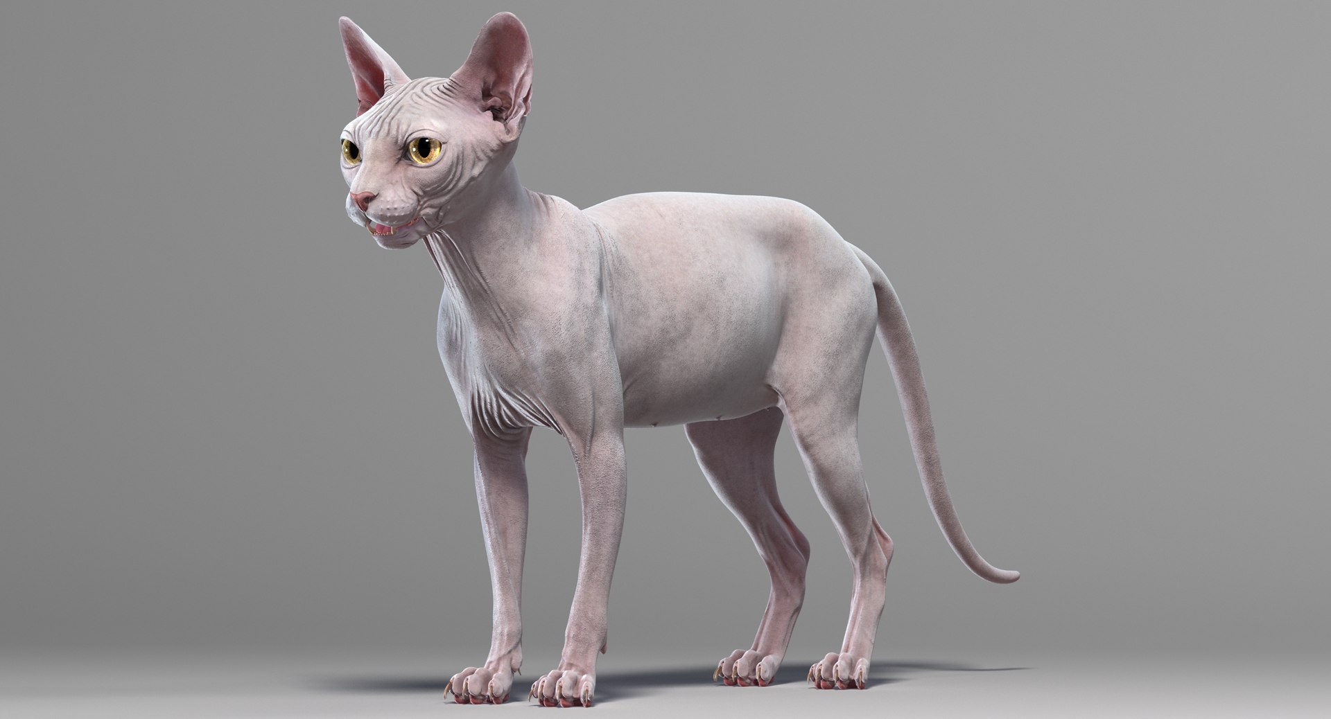 sphynx cat 3D model https://p.turbosquid.com/ts-thumb/NK/CoaZJO/9xgsEb52/sphynx_render_signature_06/png/1555937689/1920x1080/fit_q87/9c8a2b047d982fe38acc065ff1cb002189b2519a/sphynx_render_signature_06.jpg