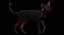 Sphynx Cat 3
