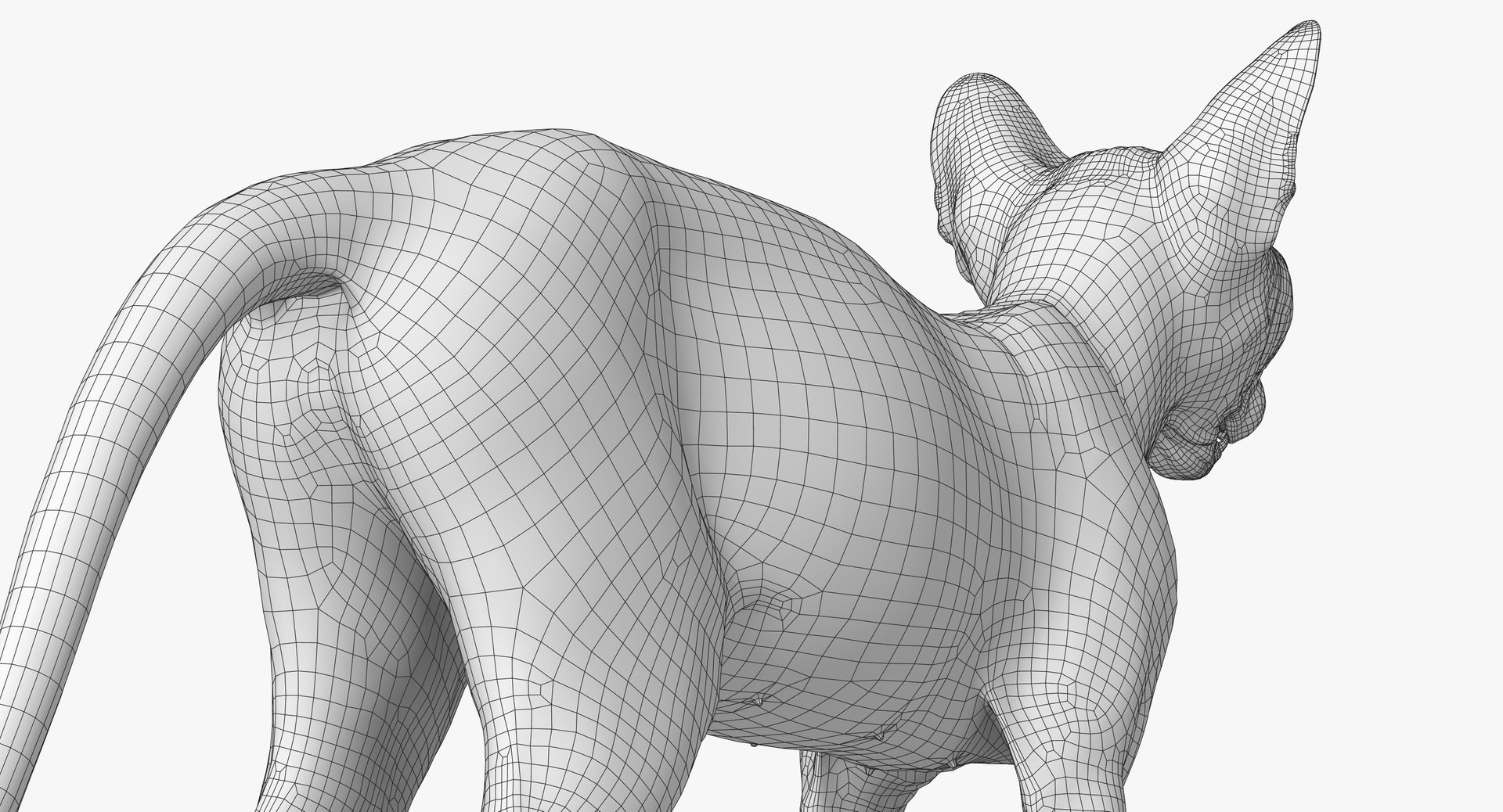 sphynx cat 3D model https://p.turbosquid.com/ts-thumb/NK/CoaZJO/JmWSRzxL/spnynx_wireframe_07/jpg/1555937860/1920x1080/fit_q87/11331a1b6b97705fb094e201cbff3f18d502b830/spnynx_wireframe_07.jpg
