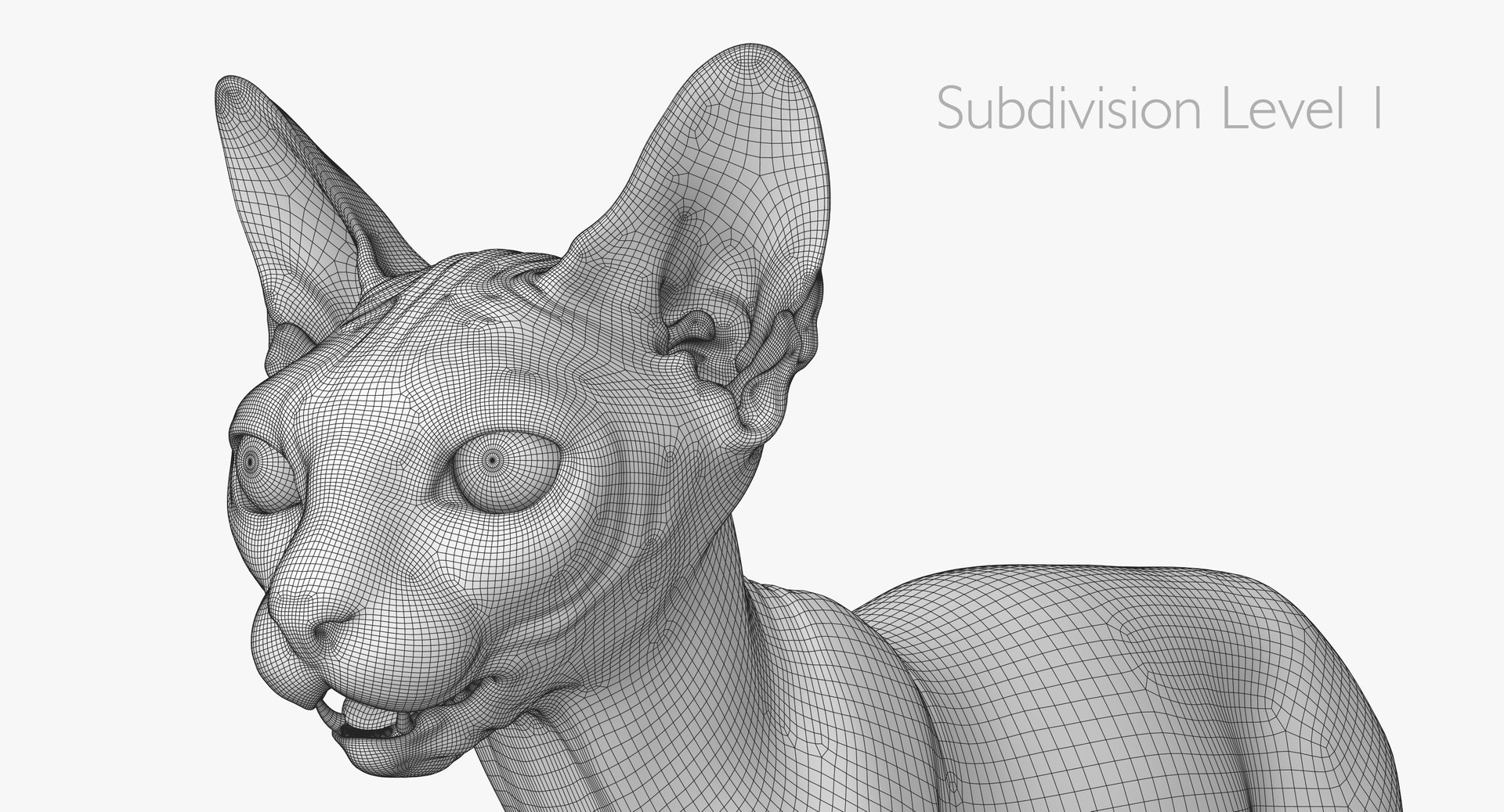 sphynx cat 3D model https://p.turbosquid.com/ts-thumb/NK/CoaZJO/S1RFGcTT/spnynx_wireframe_04/jpg/1555937860/1920x1080/fit_q87/3d5f98930904492267550db1006ae0564312fec0/spnynx_wireframe_04.jpg