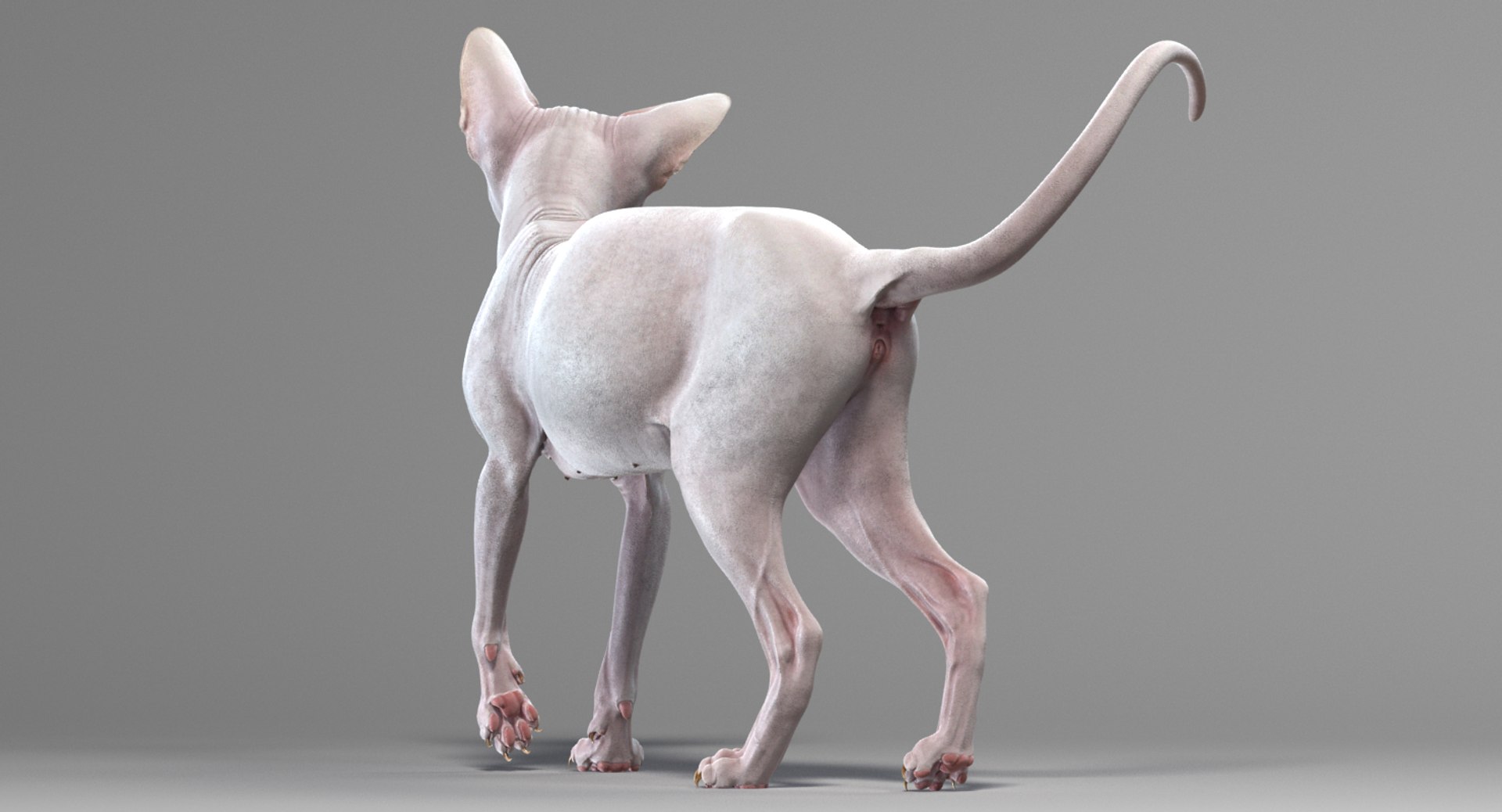 sphynx cat 3D model https://p.turbosquid.com/ts-thumb/NK/CoaZJO/kWu4KopY/sphynx_white_add_12/png/1556009940/1920x1080/fit_q87/18d05eb4080ae3c0a179dddf058100ecacda36b9/sphynx_white_add_12.jpg