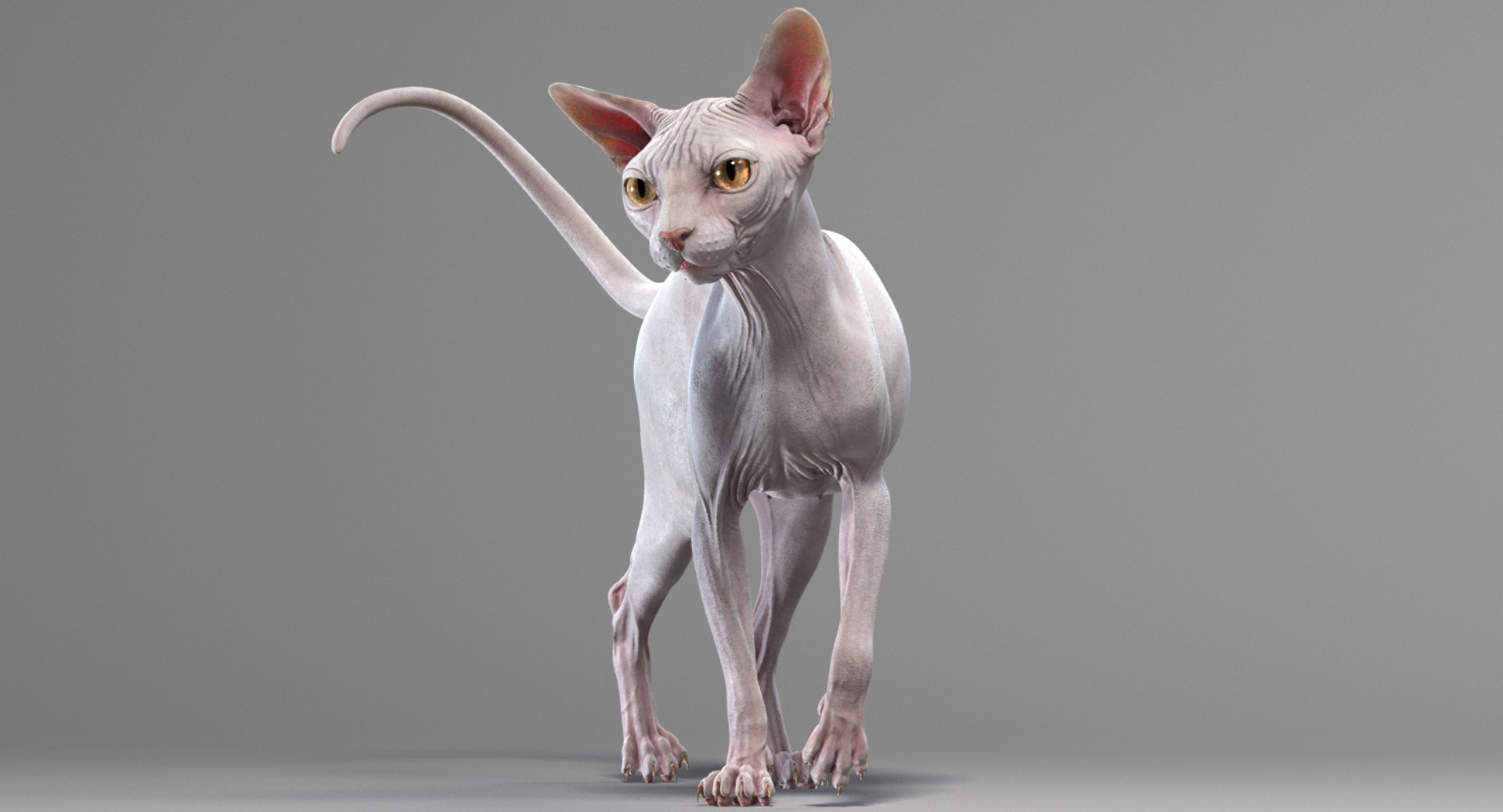 sphynx cat 3D model https://p.turbosquid.com/ts-thumb/NK/CoaZJO/pXbeQWxD/sphynx_white_add_11/png/1556007260/1920x1080/fit_q87/89592f87fa73b89ad75cd35438c07c840c02cea9/sphynx_white_add_11.jpg