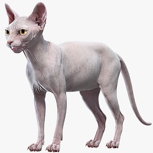 sphynx cat 3D model