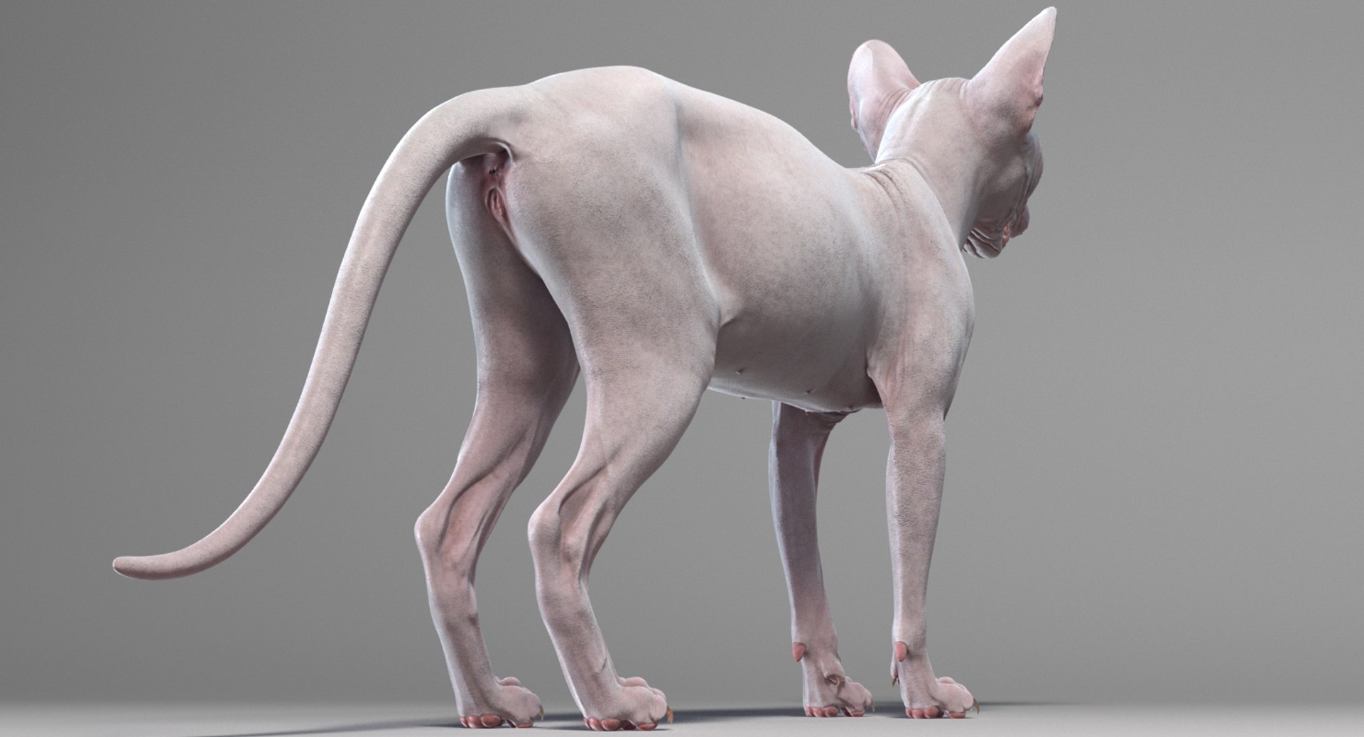 sphynx cat 3D model https://p.turbosquid.com/ts-thumb/NK/CoaZJO/vBYCwt5F/sphynx_white_add_06/png/1556006607/1920x1080/fit_q87/53c0688043a8da4c97b22d4c4ce4c345c4d55cad/sphynx_white_add_06.jpg