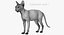 Sphynx Cat 3
