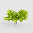 Seaweed V4