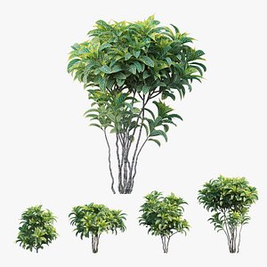 3D croton plant set 04