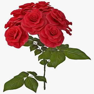 Rose Bush