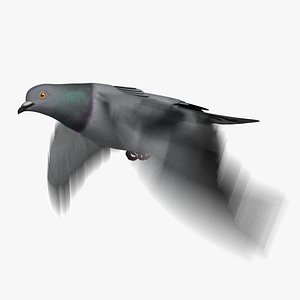 rock pigeon dove animation 3D