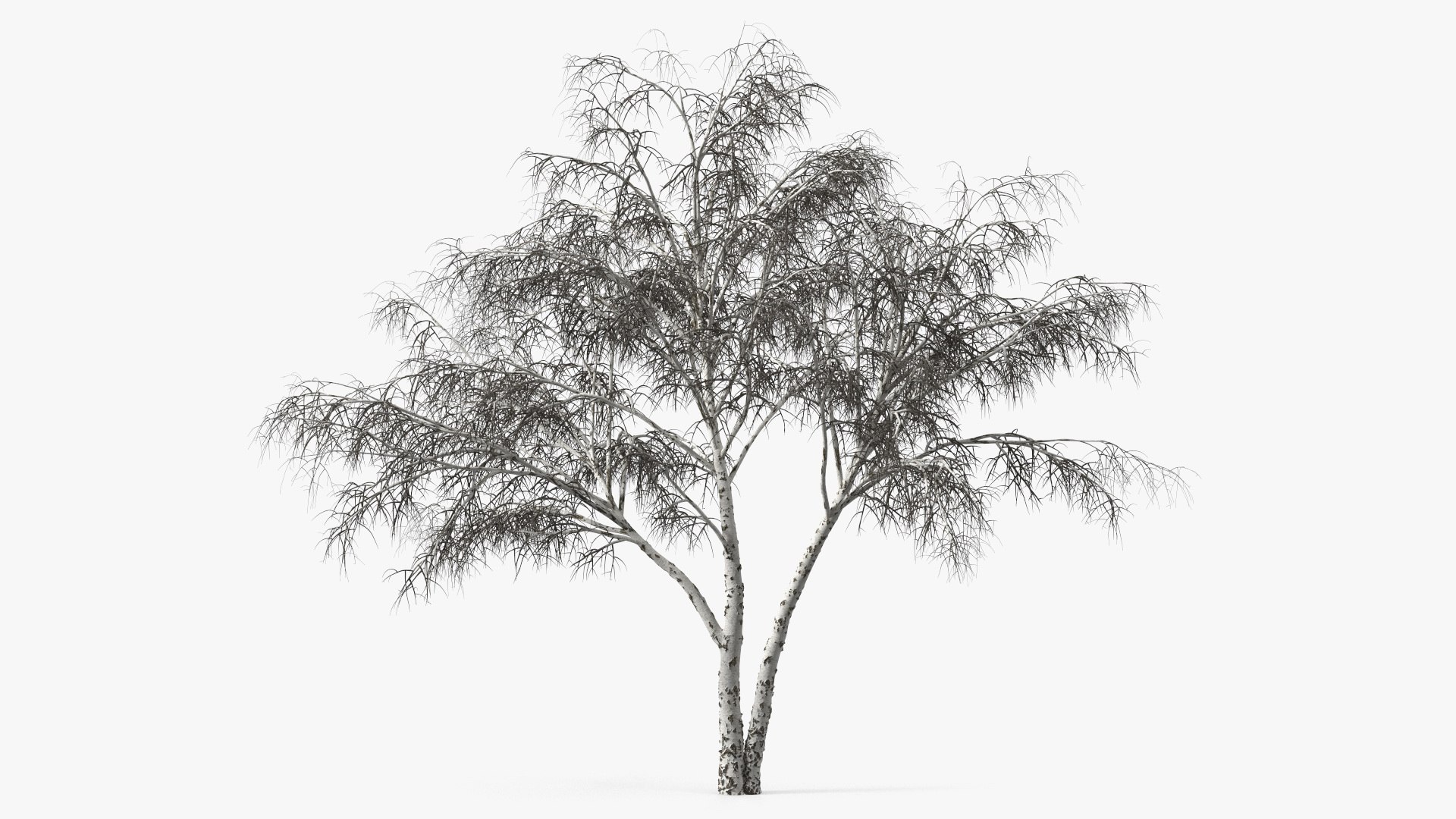 Silver Birch Naked Tree 3D model preview