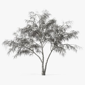 Silver Birch Naked Tree 3D model