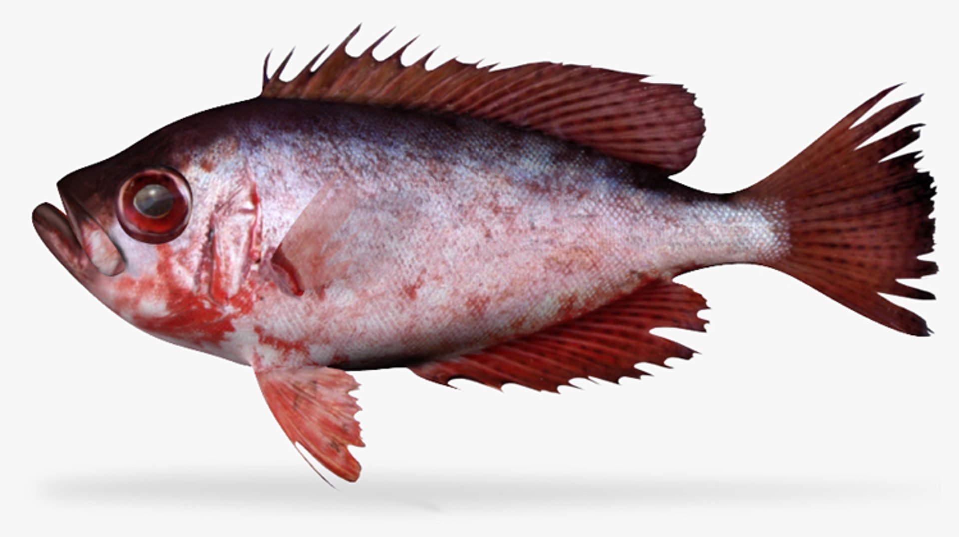 3d Fbx Glasseye Snapper