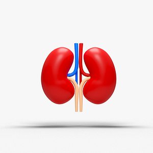 3D kidney cartoon